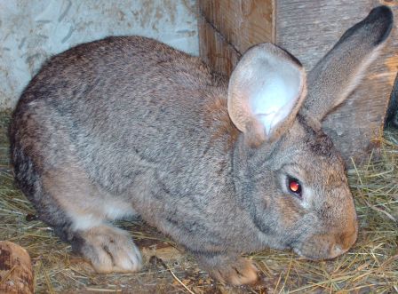 Lapin G�ant des Flandres